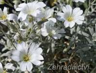 Cerastium tomentosum