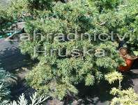 smrk - Picea abies 'Milan'