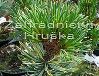 borovice osinat - Pinus aristata