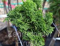 cypřišek - Chamaecyparis obtusa 'Nana Gracilis' KM