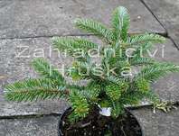 jedle - Abies veitchii 'Hedegot'