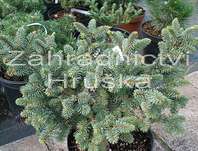 smrk - Picea abies car. 'Zámek'