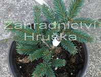 smrk - Picea abies 'Pumila glauca'