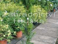 tis - Taxus x media 'Hillii'