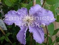 plamének - Clematis 'Fryderyk Chopin'