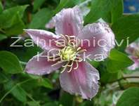 plamének - Clematis 'Piilu'