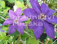 plamének - Clematis 'The President'