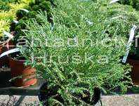 zerav - Thuja occ. 'Mr. Bowling Ball'