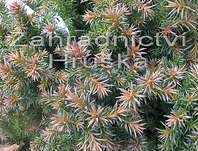 Cryptomeria japonica 'Vilmoriniana'