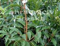 bobkovišeň - Prunus lusitanica 'Angustifolia'