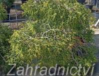 cypřišek - Chamaecyparis pisifera 'Filifera Nana Aurea'