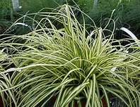 ostřice - Carex oshimensis 'Evergold'