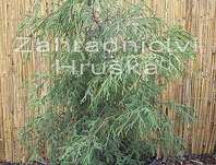 cypřišek - Chamaecyparis pisifera 'Filifera'