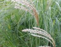 ozdobnice - Miscanthus sinensis 'Graziella'