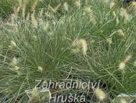 duchan japonsk Little Honey - Pennisetum alopecuroides Little Honey