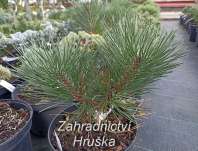 Borovice - Pinus nigra 'Hejduch'