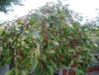 jabloň - Malus 'Fontana'.
