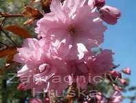 sakura - Prunus serrulata 'Royal Burgundi'.