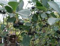 temnoplodec teolist Hugin - Aronia prunifolia Hugin