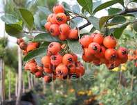 hlohyně - Pyracantha coc. 'Kasan'