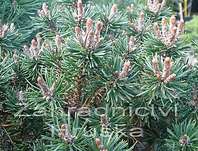 Borovice - Pinus mugo 'Minima Kalouš'.KM