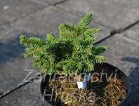 smrk - Picea abies 'Lhota'