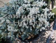 smrk - Picea pungens 'Globosa'
