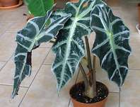 Alocasia Alocasia