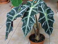 Alocasia