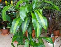 drainec - Dracaena massangeana