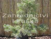 jedle - Abies concolor 'Wintergold'
