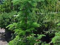 jedle - Abies koreana