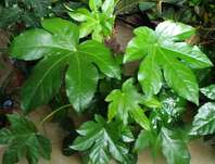 prodara japonsk - Fatsia japonica