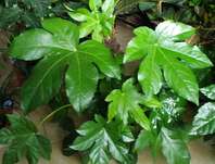 Fatsia japonica