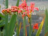 Crocosmia masoniorum Lucifer