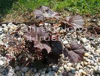 Heuchera americana Palace Purple