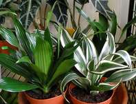 Dracena..