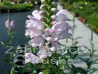 Physostegia virginiana Crystal Peak Rose