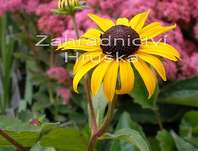 Rudbeckia fulgida Goldsturm