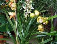 Dendrobium Dendrobium