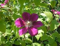 plamének - Clematis 'Ernest Markham'
