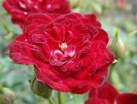 Růže Red Cascade