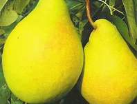 hrue obecn Alfa - Pyrus communis Alfa