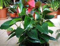 toulitka - Anthurium