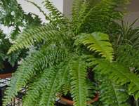 Nephrolepis