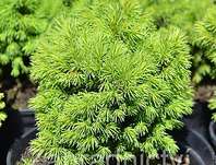 smrk - Picea glauca 'Alberta Globe'