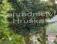 smrk - Picea abies 'Paleček' KM