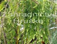 tisovec - Taxodium distichum 'Cascade Fells'