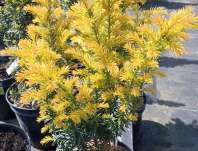 tis - Taxus baccata 'Jalako Sunrise'