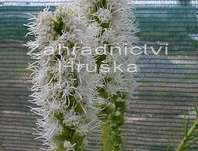 Liatris spicata Alba